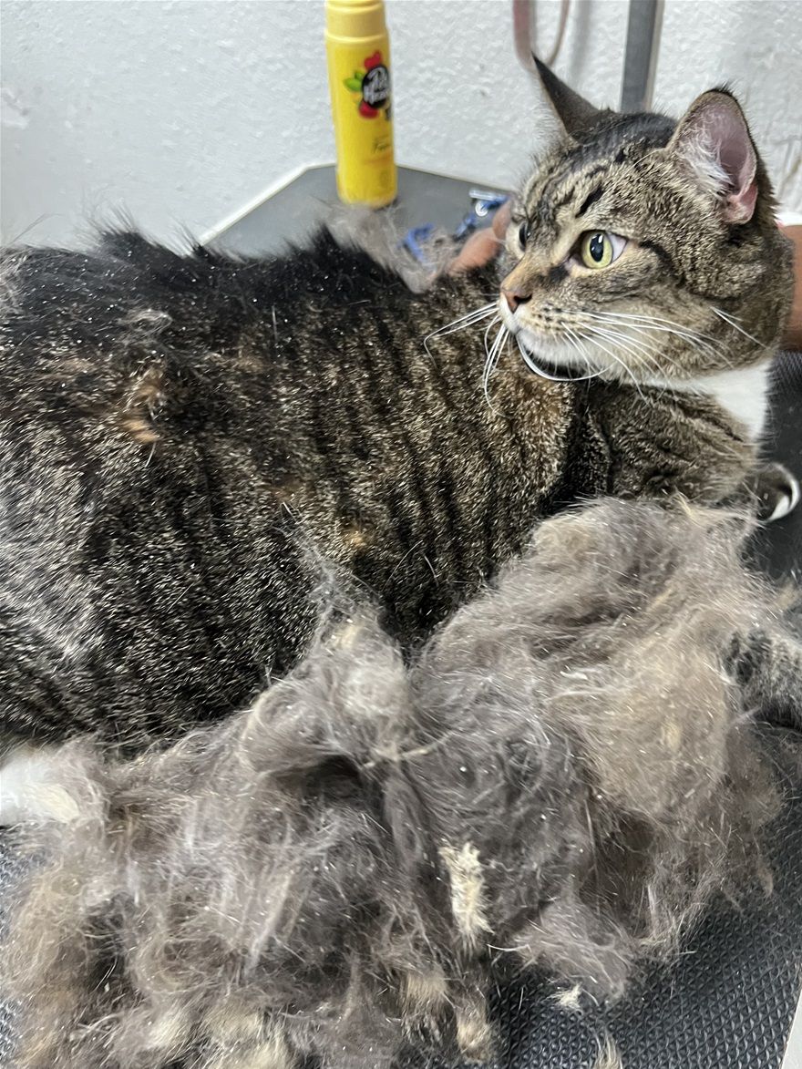 Cat grooming Tacoma